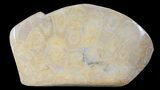 Free-Standing Polished Fossil Coral (Actinocyathus) Display #69366-2